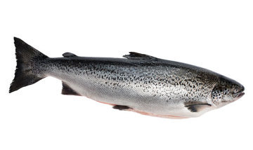 Tasmanian Salmon