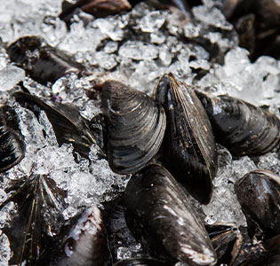 What to Look for when Purchasing Crustaceans and Molluscs